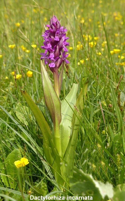 Una giornata tra le orchidee da Villetta Barrea a Scanno - 16 giugno 2021